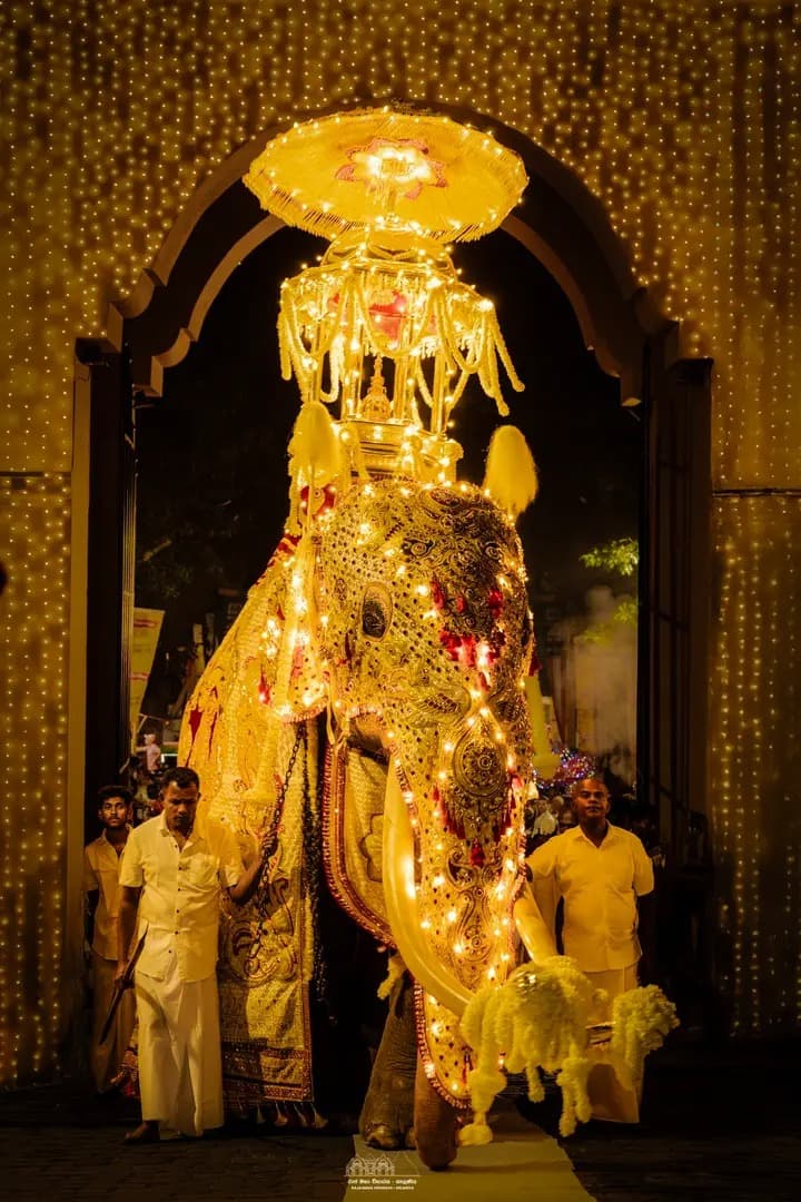 Decorated tusker in the procession